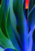 Aloe_rhythms_2