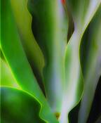 Aloe_rhythms_3