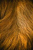 Grass