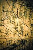 Vines