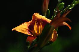 Backyard_flower