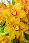 Cymbidium_orchid_comanche_goldie