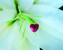 Heart_of_the_matter