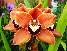 Cymbidium_orchid_mighty_sunset_roxbury_red