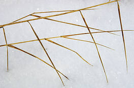 Grasses_2