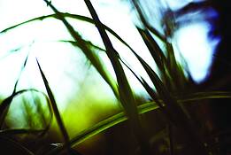 Autumn_grasses