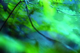 Blue_fern_scape