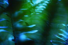 Blue_fernscape_2