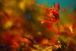 Brilliant_maple_leaf_1