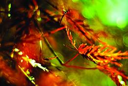 Brilliant_maple_leaf_2
