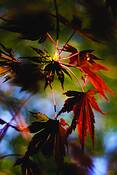 Dark_maple_leaves