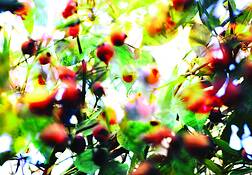 Glimpse_4