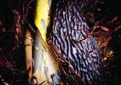 Kelp_abstract_1