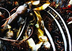 Kelp_abstract_2