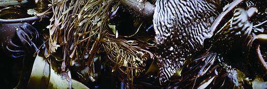 Kelp_cluster