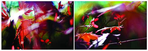 Maple_leaves_diptych_1