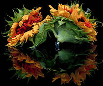 Flower_galactica