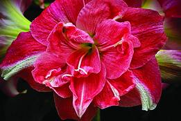 Flower_01