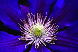 Flower_02