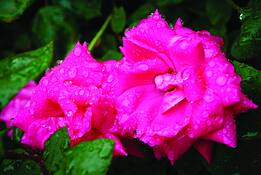 Flower_03