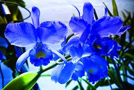 Flower_09