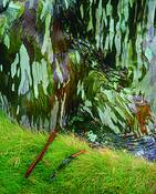 Storm_trees_3