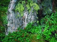 Storm_trees_4