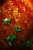 Rust___flower