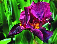 Iris_2