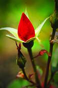 Rosebud