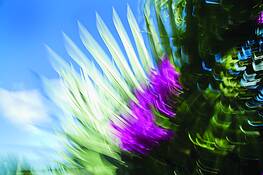 Colors_of_my_garden_11