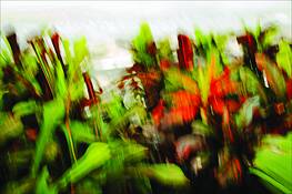 Colors_of_my_garden_3