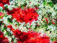 Cherry_blossom_festival