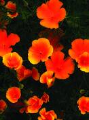 Poppies