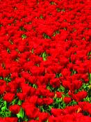 Tulips_mall_series