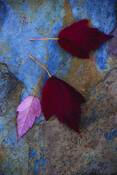 Wine_country_fall_3