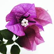 Bougainvillea_01