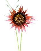 Gazania_02