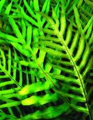 Ferns