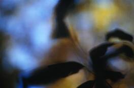 Autumn_form_i