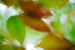 Autumn_form_iii