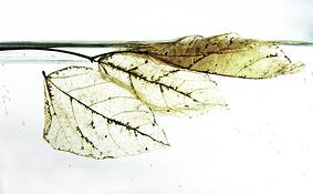 Winter_v