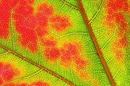 Autum_leaf__1