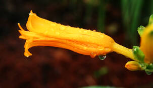 Daylily