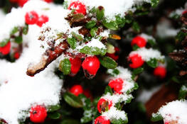 First_snow