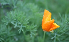 Spring_7