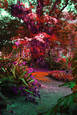 A_dream_of_wonderland