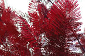 Leaves_that_may