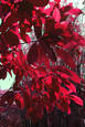 Trees_that_may