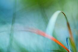 Lexicon_of_a_grass_4